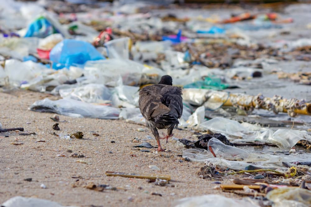Plastic cleanup in action